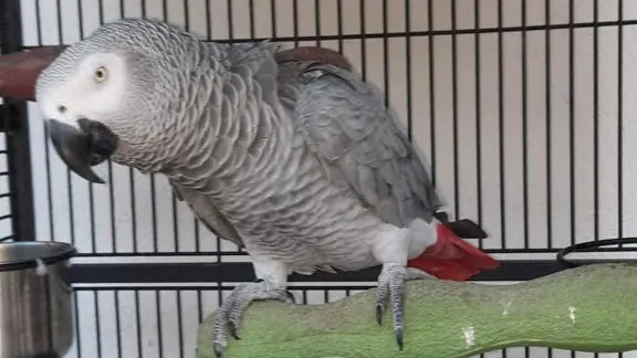 El loro Teo