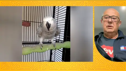 Antonio Jesús asegura que le han robado a su loro Teo, de 16 años: "Era uno más de la familia" Antonio Jesús asegura que le han robado a su loro Teo, de 16 años: "Era uno más de la familia"