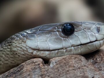 Una mamba negra