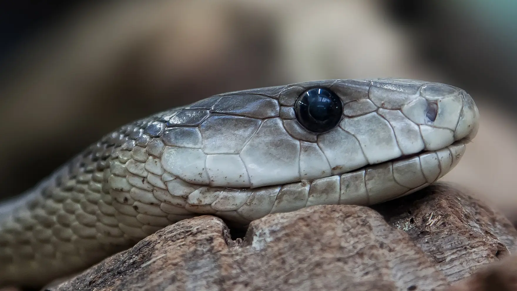 Una mamba negra Una mamba negra