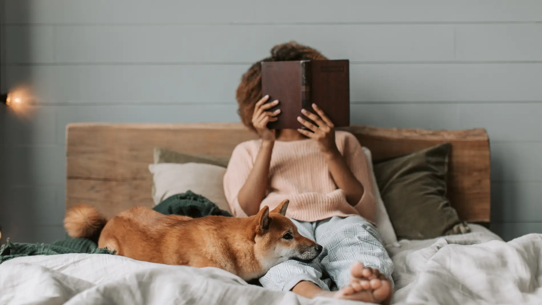 Beneficios de la cama colecho para perros