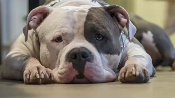 Imagen de archivo de un pitbull Imagen de archivo de un pitbull