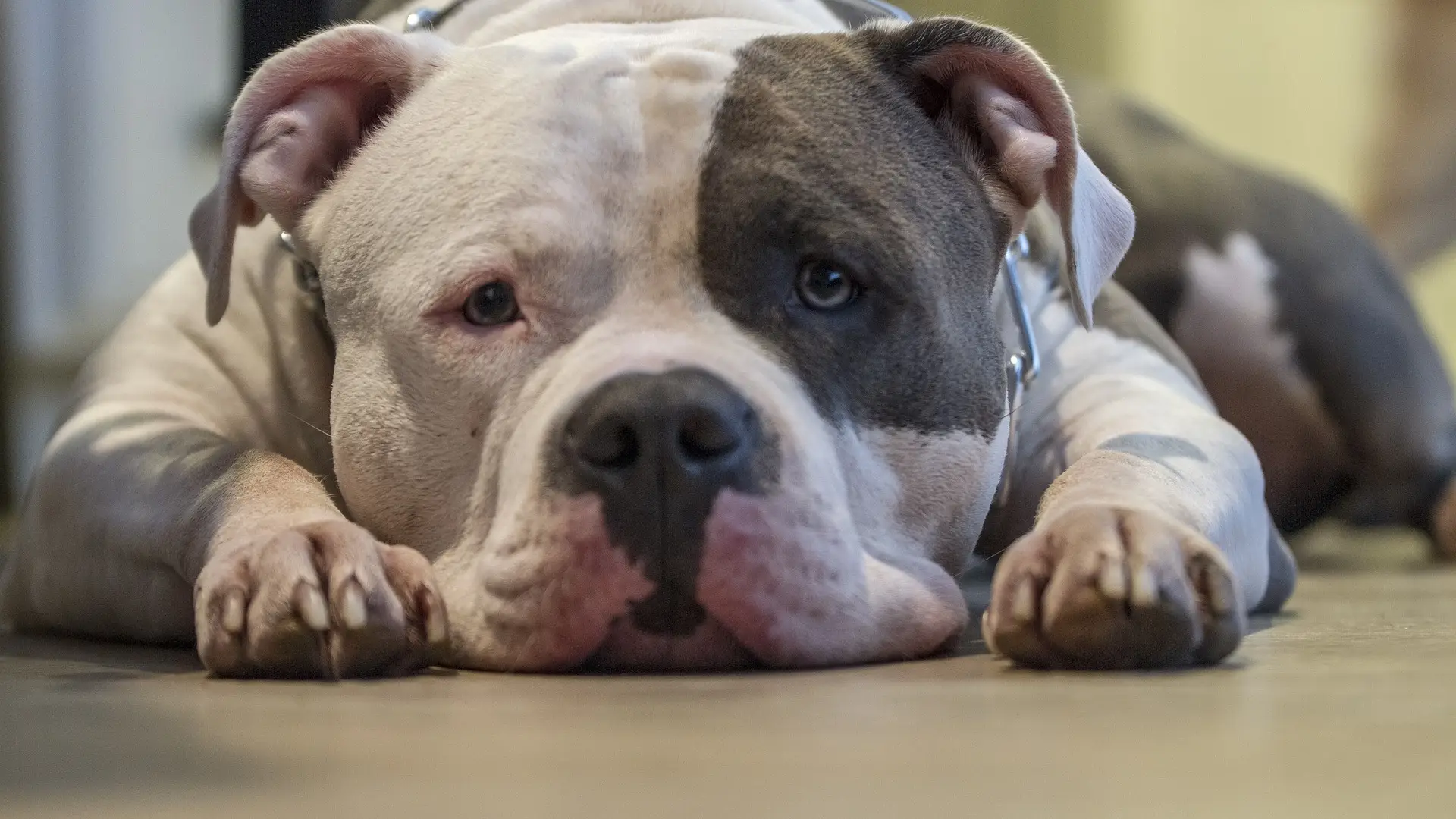 Imagen de archivo de un pitbull