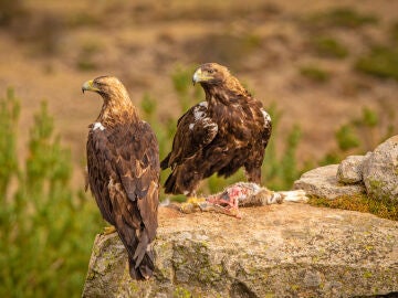 Una pareja de águilas imperiales