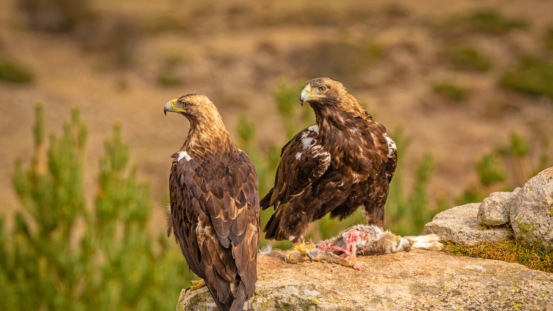 Ya hay el doble de parejas de águila imperial en Madrid que hace 10 años