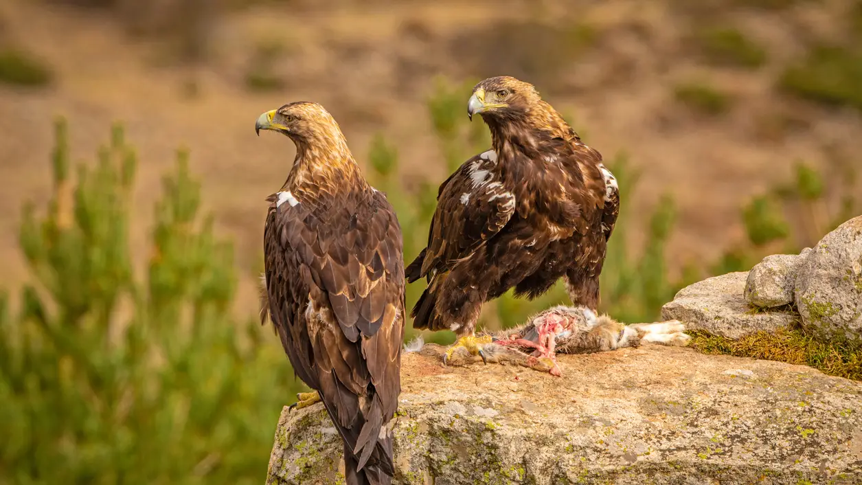 Una pareja de &aacute;guilas imperiales