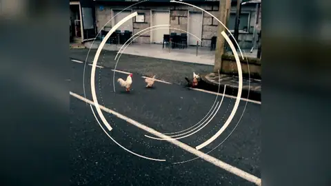 La revolución de las gallinas en Galicia: "Los vecinos se quejan, pero ya son parte del día a día" La revolución de las gallinas en Galicia: "Los vecinos se quejan, pero ya son parte del día a día"