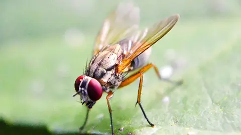 Mosca de la fruta Mosca de la fruta