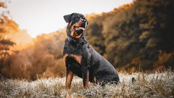 Un niño de 7 años muere y su madre resulta gravemente herida tras ser atacados por cuatro perros Un niño de 7 años muere y su madre resulta gravemente herida tras ser atacados por cuatro perros