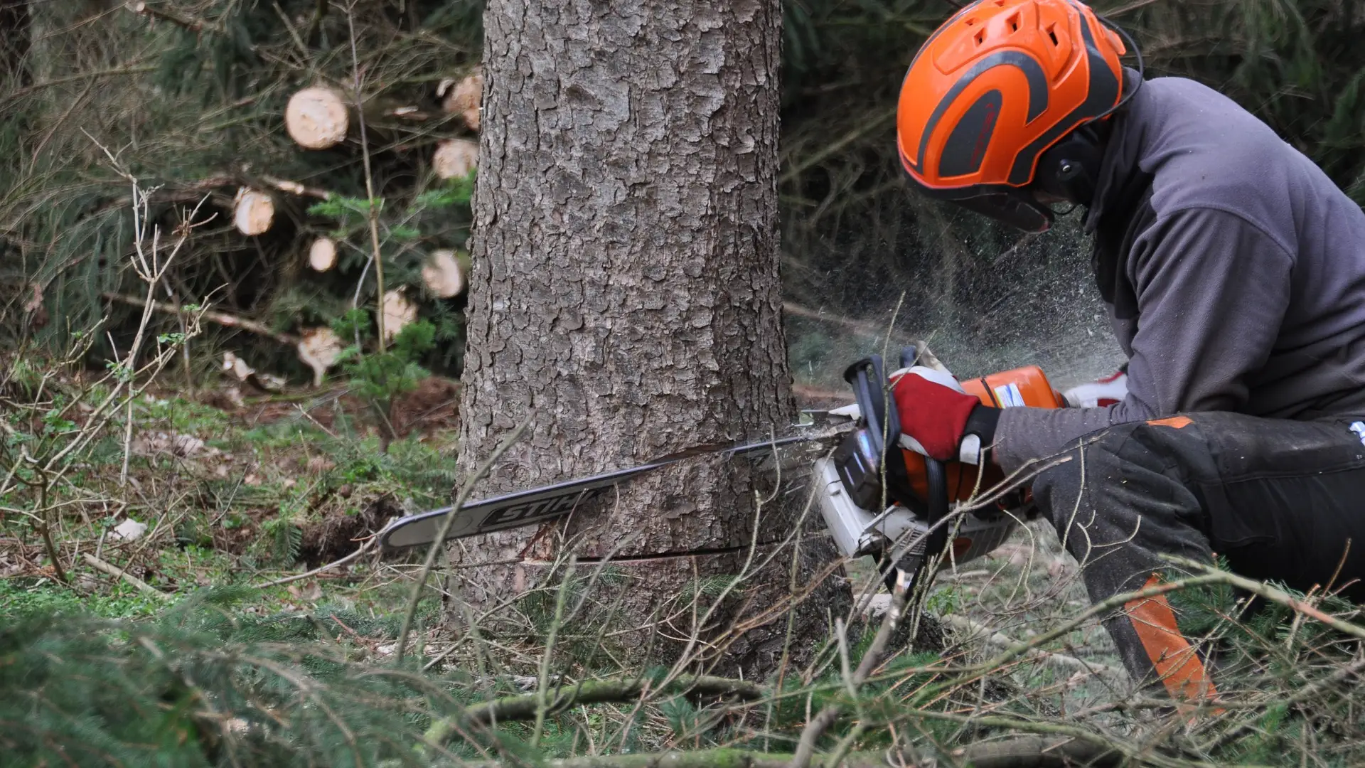 Muere un hombre en Friol, Lugo, tras caerle encima un árbol Muere un hombre en Friol, Lugo, tras caerle encima un árbol