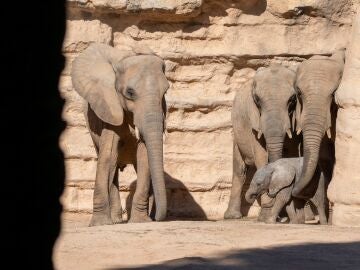 Elefantes del Bioparc de Valencia 