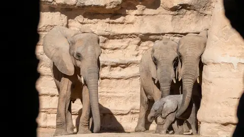 Elefantes del Bioparc de Valencia Elefantes del Bioparc de Valencia