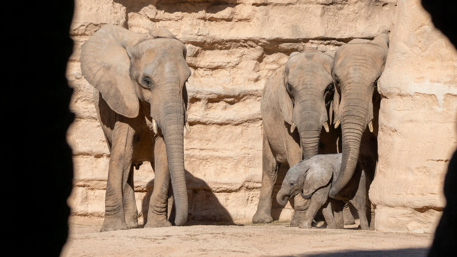 Elefantes del Bioparc de Valencia Elefantes del Bioparc de Valencia