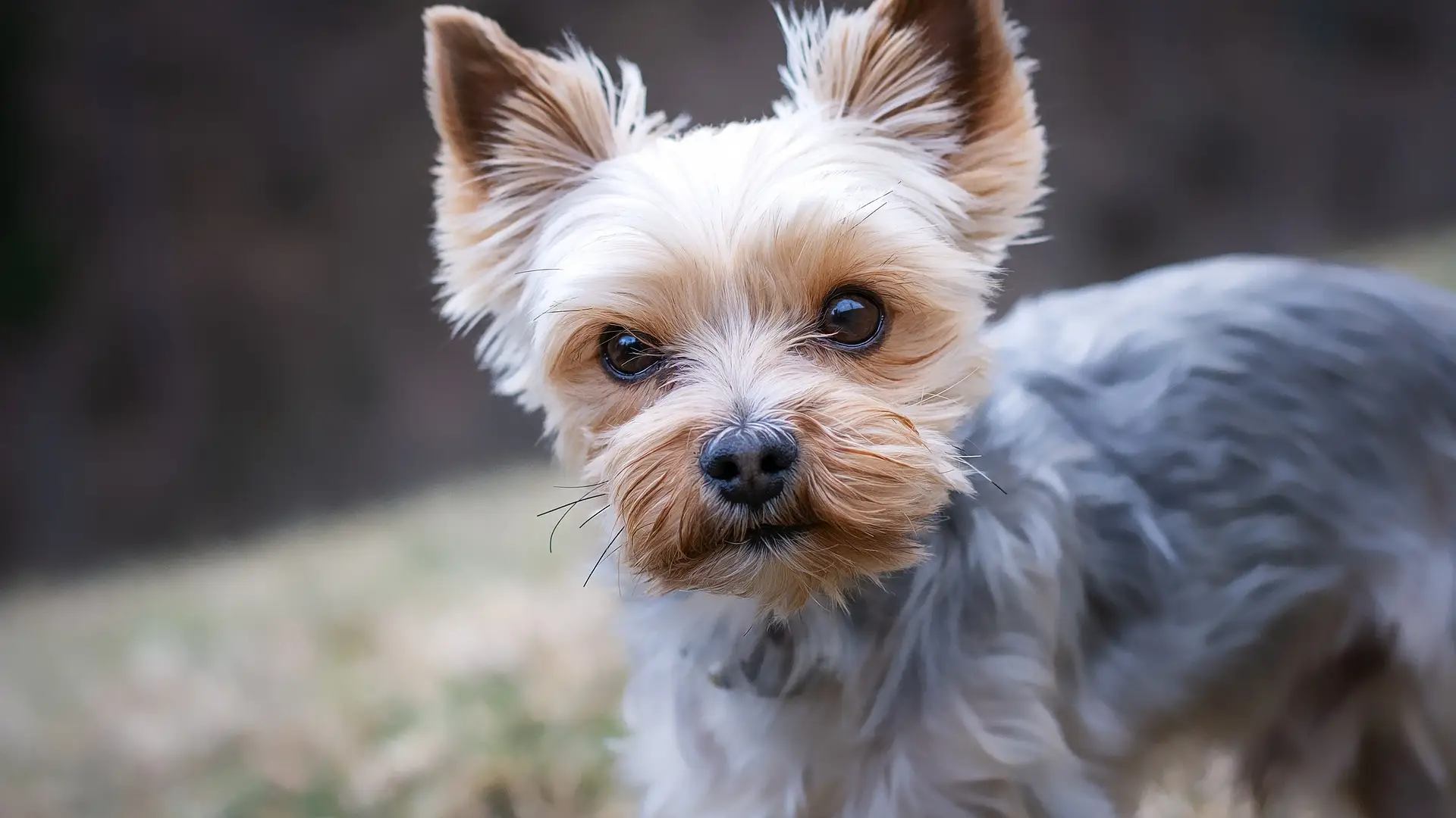 Imagen de archivo de un Yorkshire terrier Imagen de archivo de un Yorkshire terrier