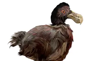 Un Dodo, ave extinguida en el siglo XVII