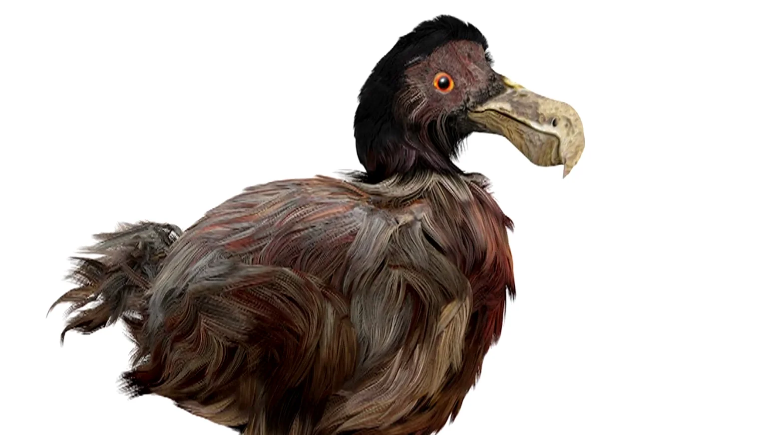 Un Dodo, ave extinguida en el siglo XVII Un Dodo, ave extinguida en el siglo XVII