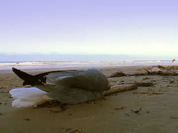 Aves muertas en el Cantábrico Aves muertas en el Cantábrico
