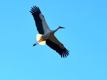 Cigüeña vuela en el cielo de Arenas de San Pedro, Ávila