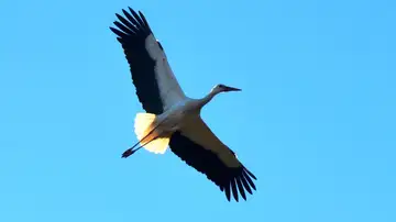 Cigüeña vuela en el cielo de Arenas de San Pedro, Ávila