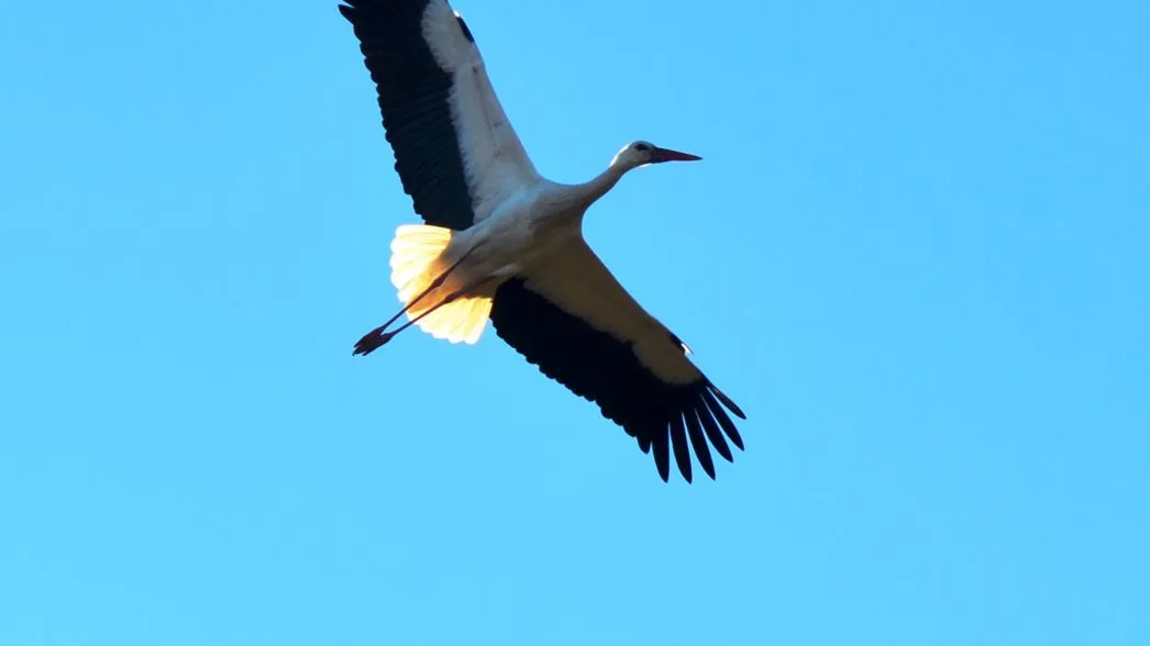 Cigüeña vuela en el cielo de Arenas de San Pedro, Ávila Cigüeña vuela en el cielo de Arenas de San Pedro, Ávila