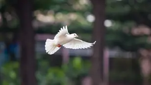 Imagen de archivo de una paloma blanca