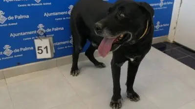 Perro resactado en Palma