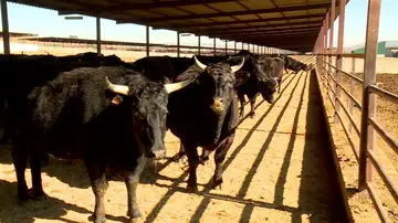 La buena vida de los buyes Wagyu La buena vida de los buyes Wagyu