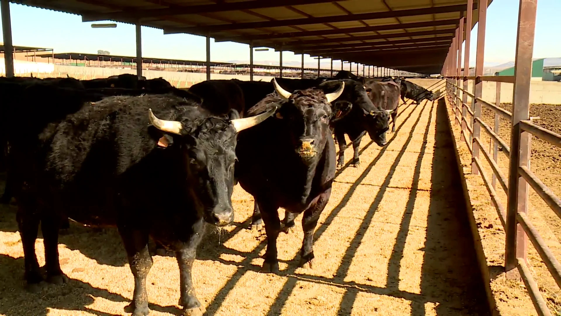 La buena vida de los buyes Wagyu La buena vida de los buyes Wagyu