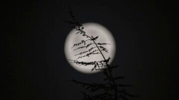 Vista de la rama de un árbol con la luna de fondo, conocida en el mes de febrero como "luna de nieve", a primera ahora de este lunes.