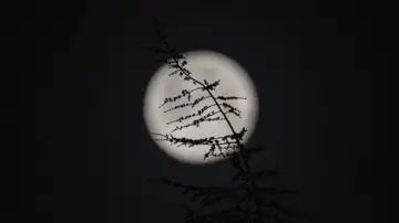 Vista de la rama de un árbol con la luna de fondo, conocida en el mes de febrero como &quot;luna de nieve&quot;, a primera ahora de este lunes.