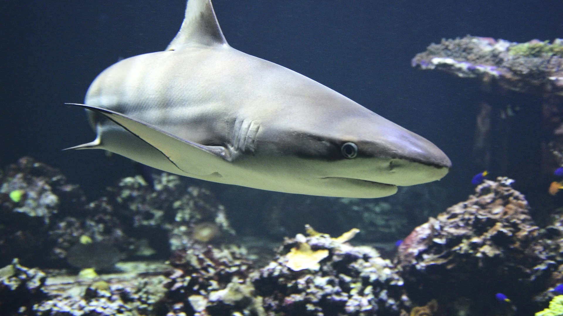 Tiburón Tiburón