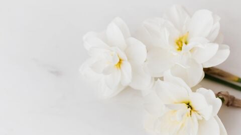 Narcisos