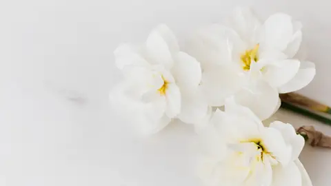 Narcisos Narcisos