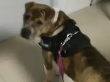 Xia, la perrita que se cayó a la ría de Noia y que busca un hogar Xia, la perrita que se cayó a la ría de Noia y que busca un hogar