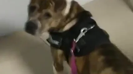 Xia, la perrita que se cay&oacute; a la r&iacute;a de Noia y que busca un hogar