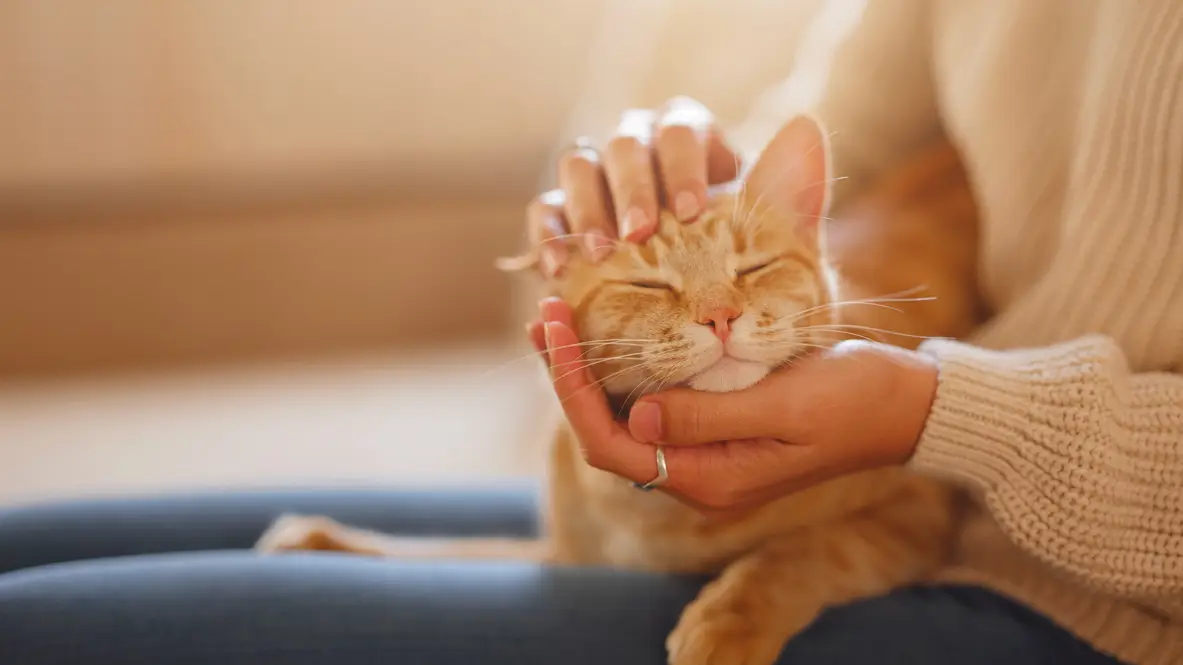 Un gato en el regazo de una joven Un gato en el regazo de una joven
