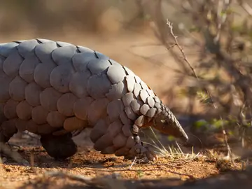 Foto de un pangolín Foto de un pangolín