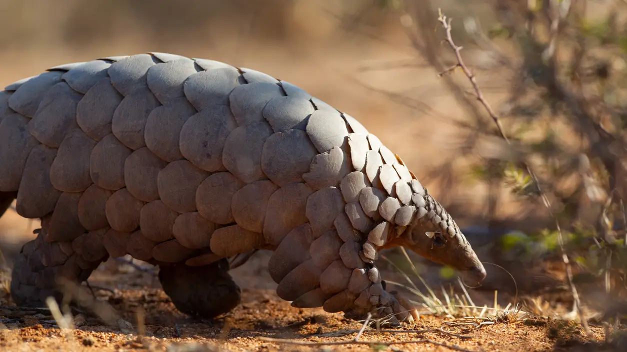 Foto de un pangol&iacute;n