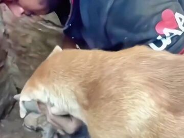 Perro rescata a sus cachorros recién nacidos entre los escombros del terremoto de Turquía y Siria