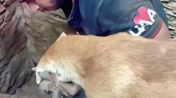 Perro rescata a sus cachorros recién nacidos entre los escombros del terremoto de Turquía y Siria Perro rescata a sus cachorros recién nacidos entre los escombros del terremoto de Turquía y Siria