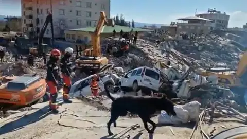 Perros rescate Perros rescate