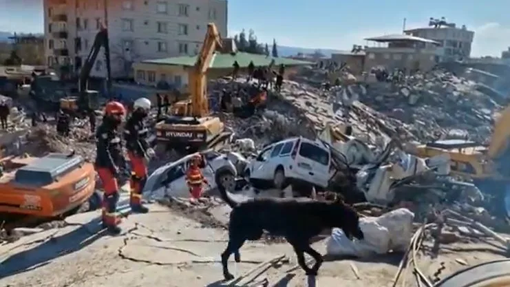 Perros rescate Perros rescate