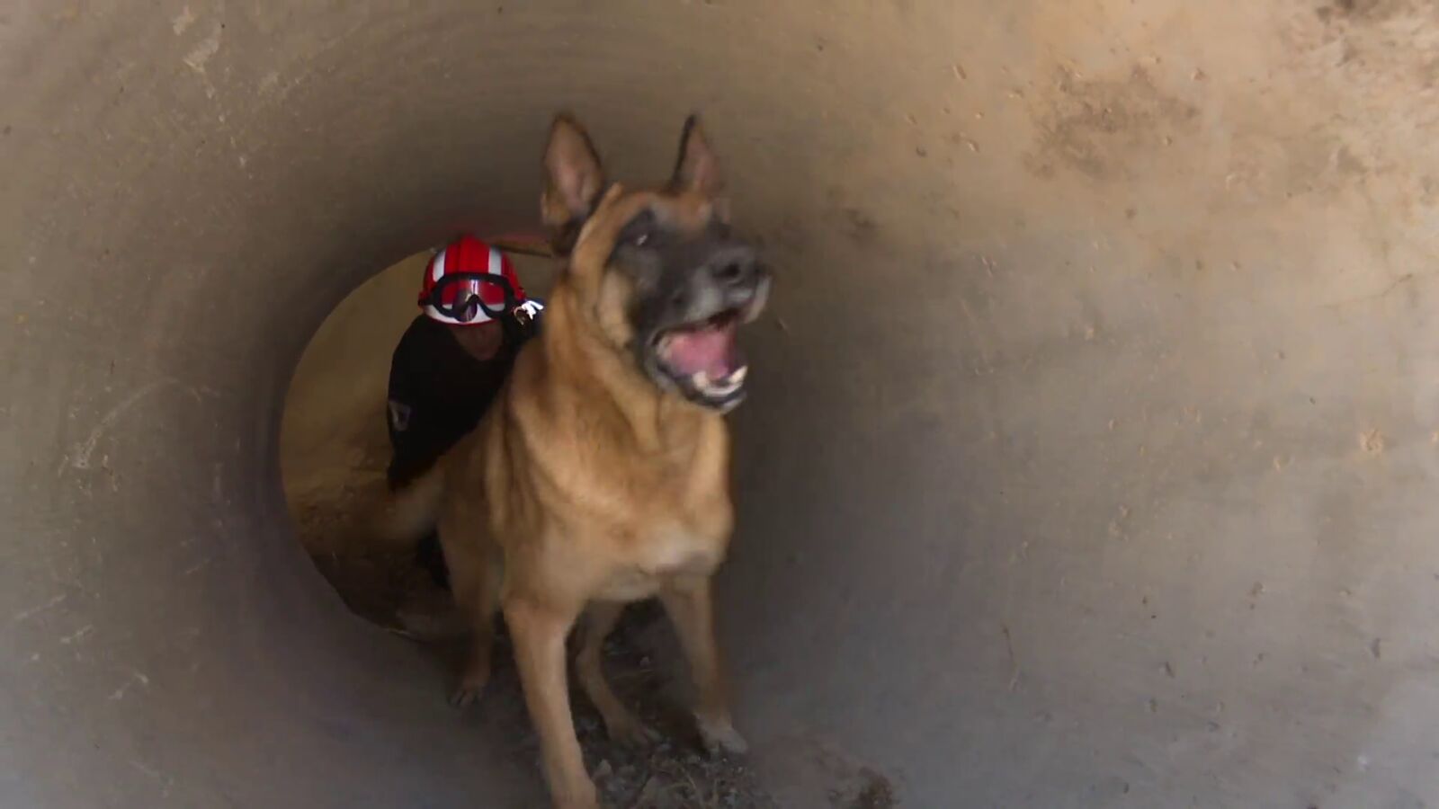 El fundamental trabajo de los perros de rescate españoles, que ya han salvado vidas en el terremoto de Turquía