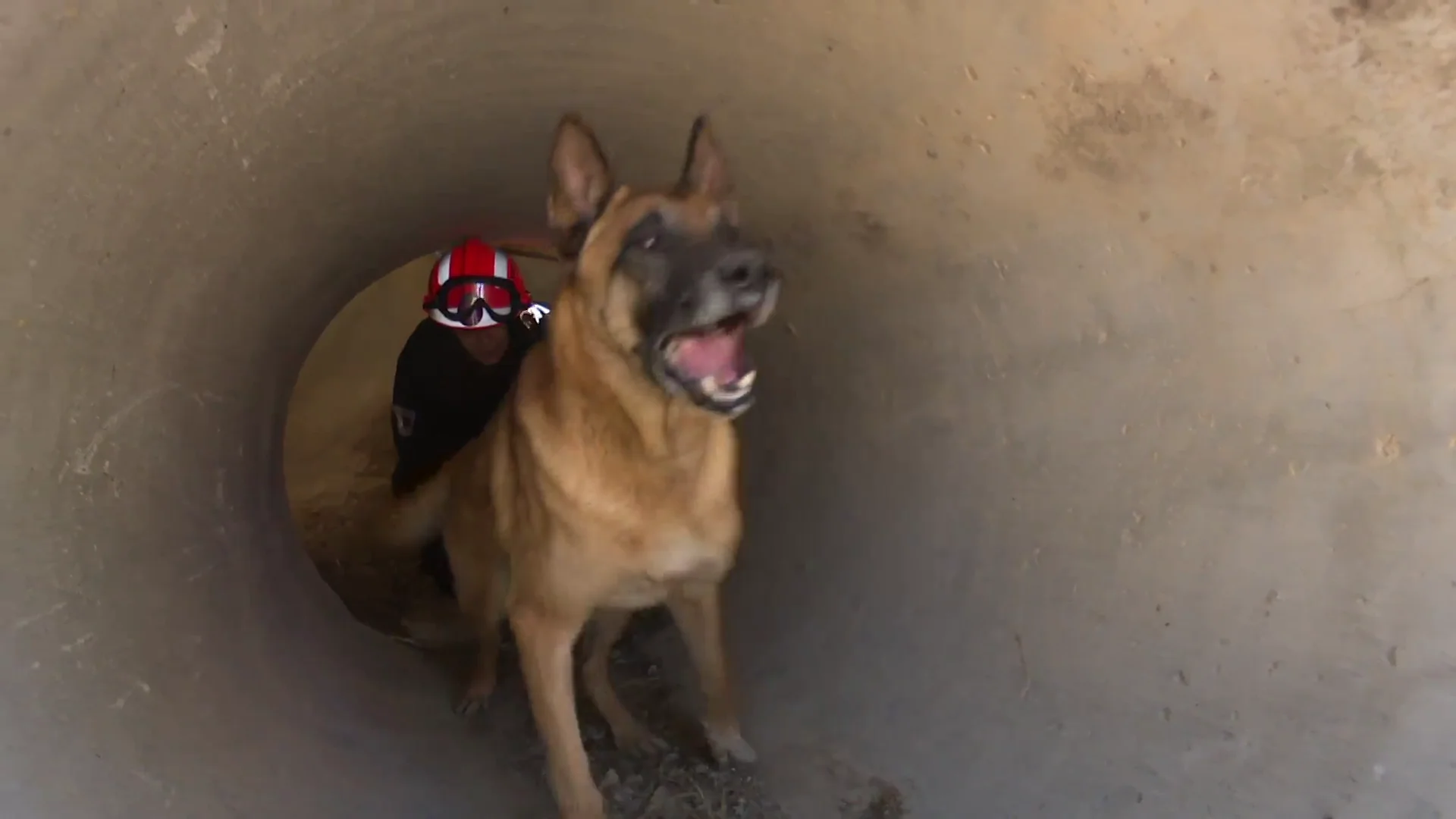 Un perro de rescate Un perro de rescate