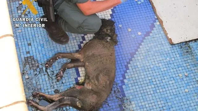 Imagen del animal