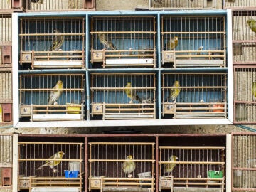 Un 40 por ciento de las aves resultan muertas o heridas por colisionar en tendidos eléctricos 