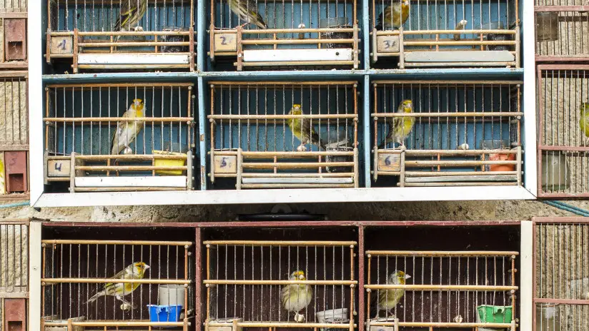 Un 40 por ciento de las aves resultan muertas o heridas por colisionar en tendidos el&eacute;ctricos 