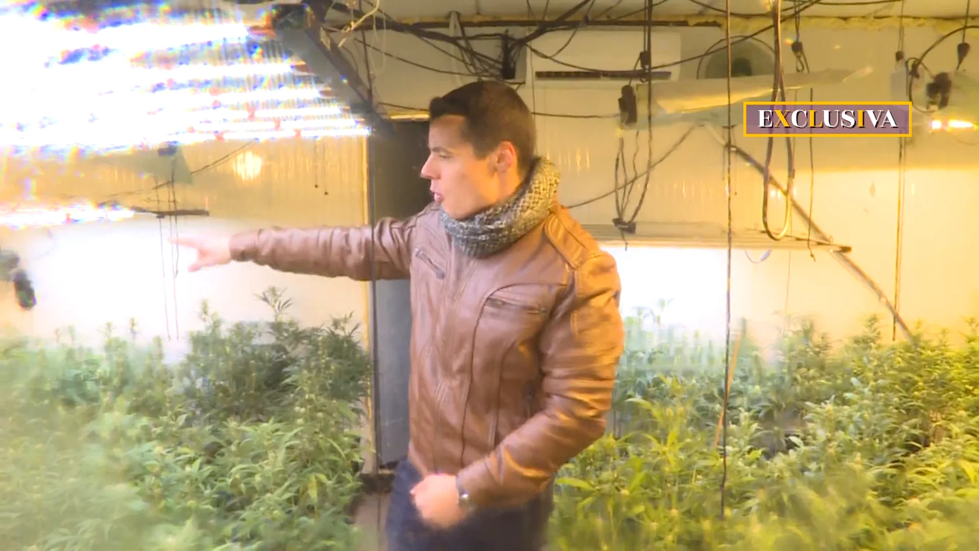 Acompañamos a la Guardia Civil en una macrooperación contra el cultivo y tráfico de marihuana en Toledo Acompañamos a la Guardia Civil en una macrooperación contra el cultivo y tráfico de marihuana en Toledo