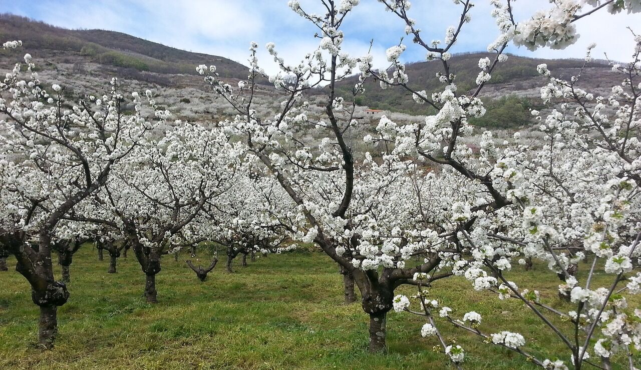 Cerezos de Valle del Jerte