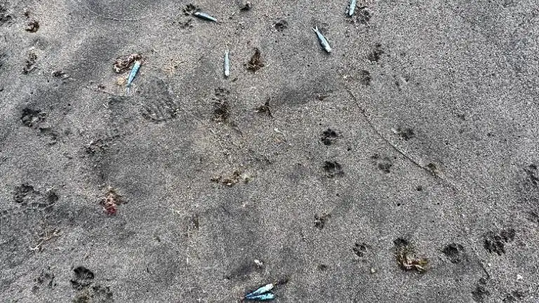 Encuentran peces muertos en una playa de Tenerife 